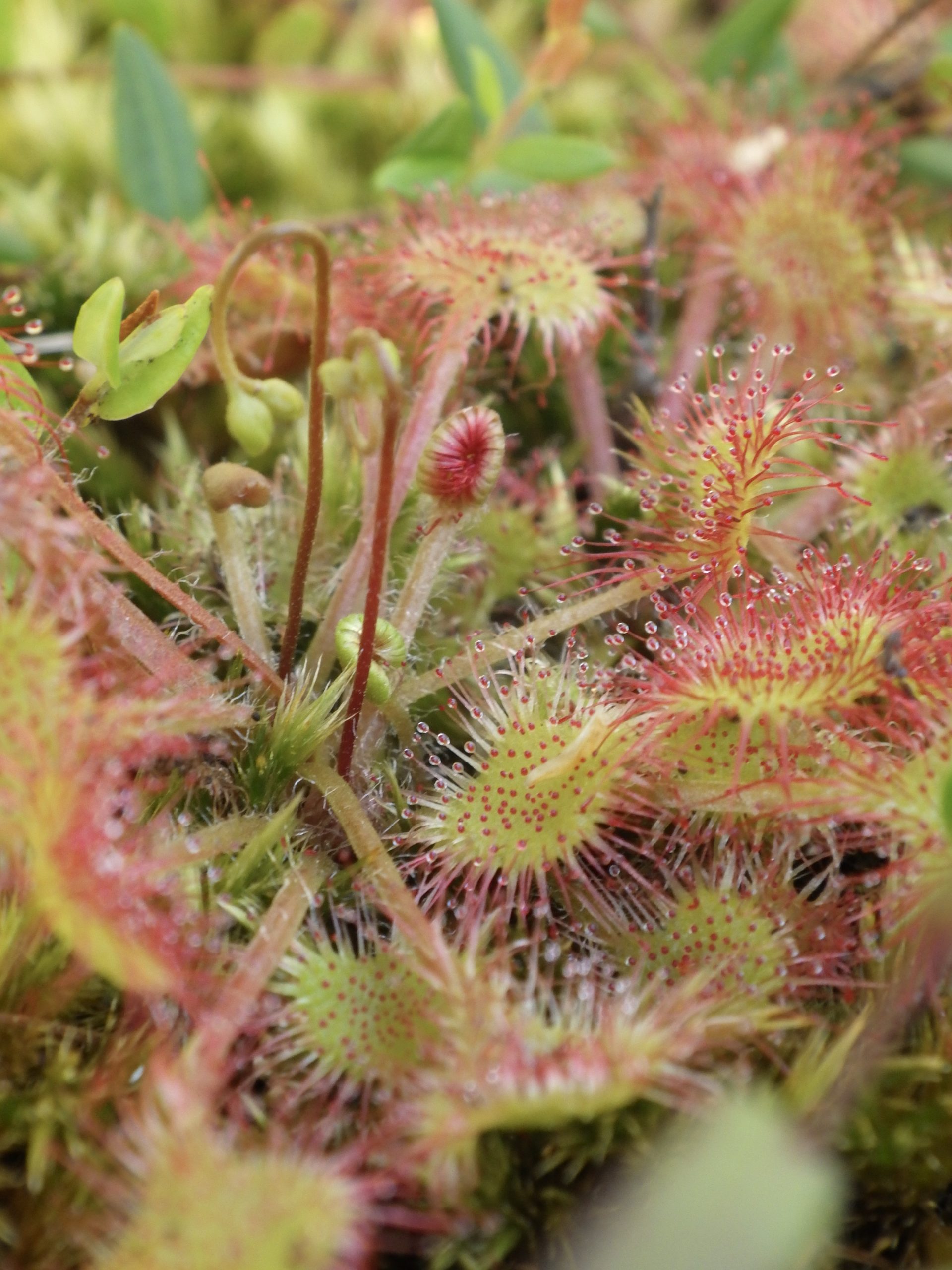 Carnivorous Plant Talk
