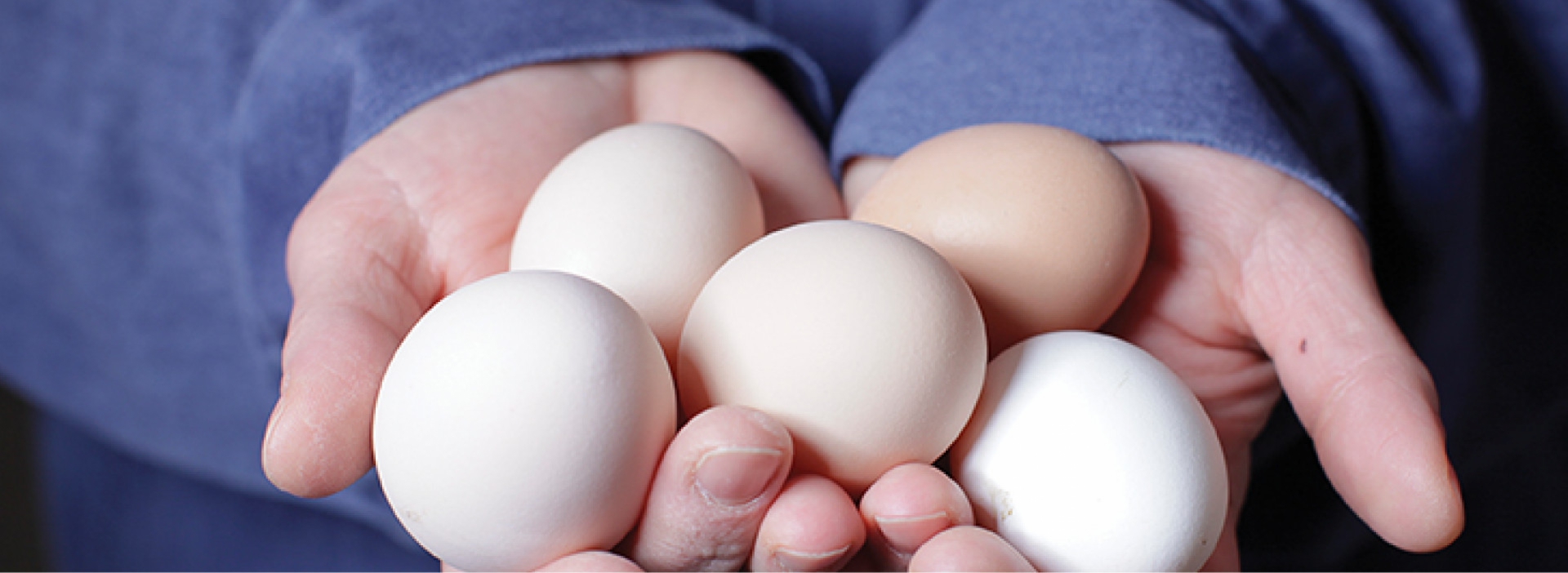 Salmonella, cooking eggs safely and the Start Clean Stay Clean Program