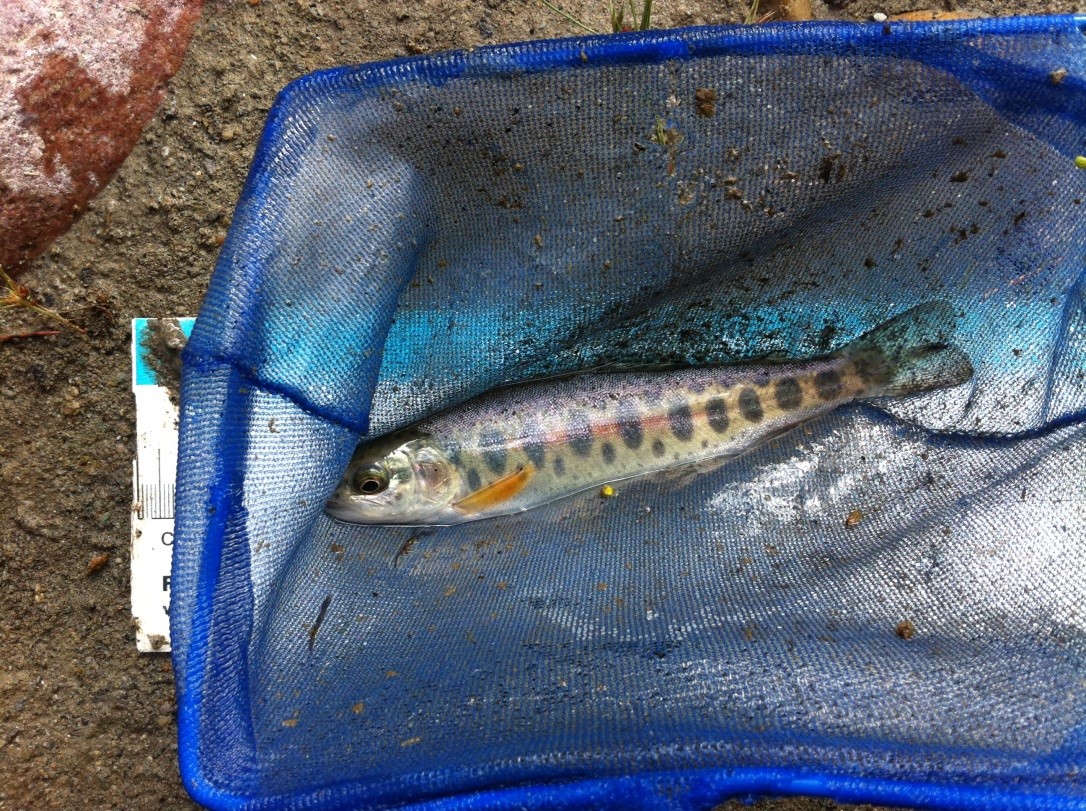 New article on niche overlap of Athabasca Rainbow Trout from tailings