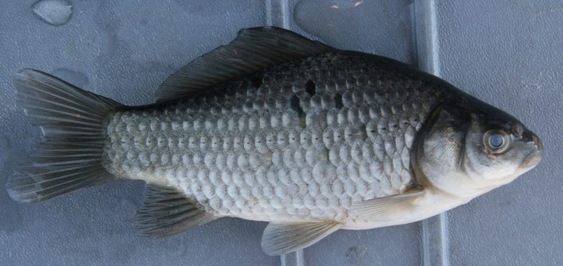 Self-cloning carp are in the Red Deer River — and could end up on