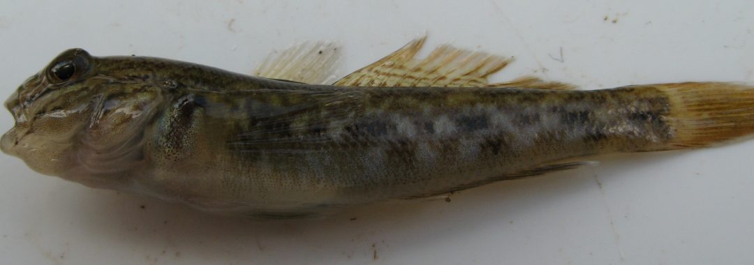Poesch, M.S., Dextrase, A.J., Schwalb, A.N., and J. Ackerman (2010)  Secondary invasion of the round goby into high diversity Great Lakes  tributaries and species at risk hotspots: Potential new concerns for  endangered