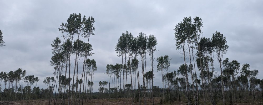 PXL_20240828_175230497.MP