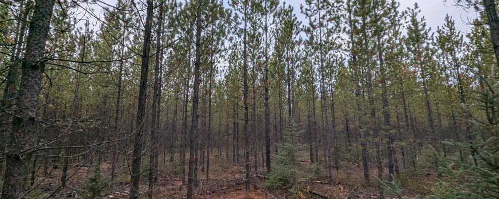 PXL_20241017_190908370