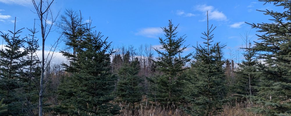 PXL_20241017_201613575