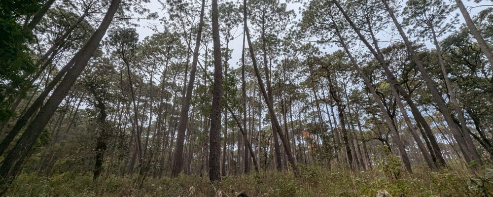 PXL_20250220_172152505