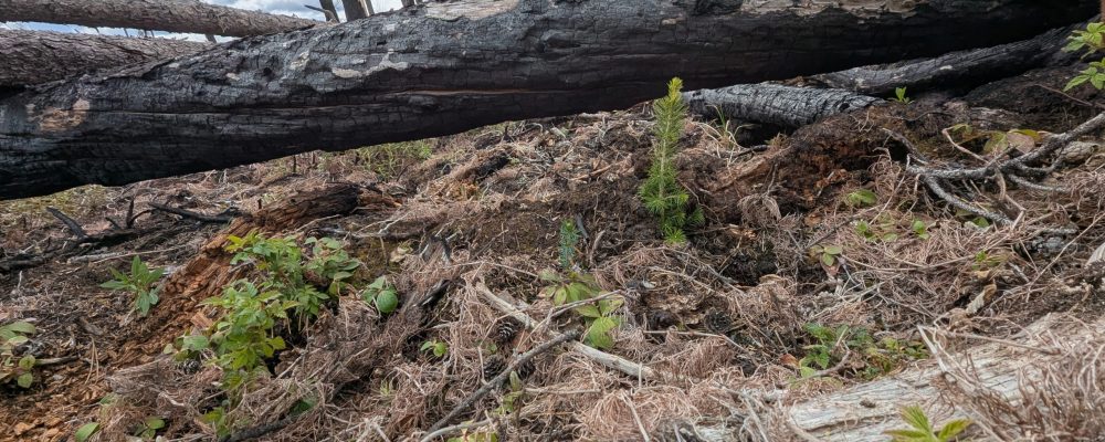 PXL_20250512_190214917.MP