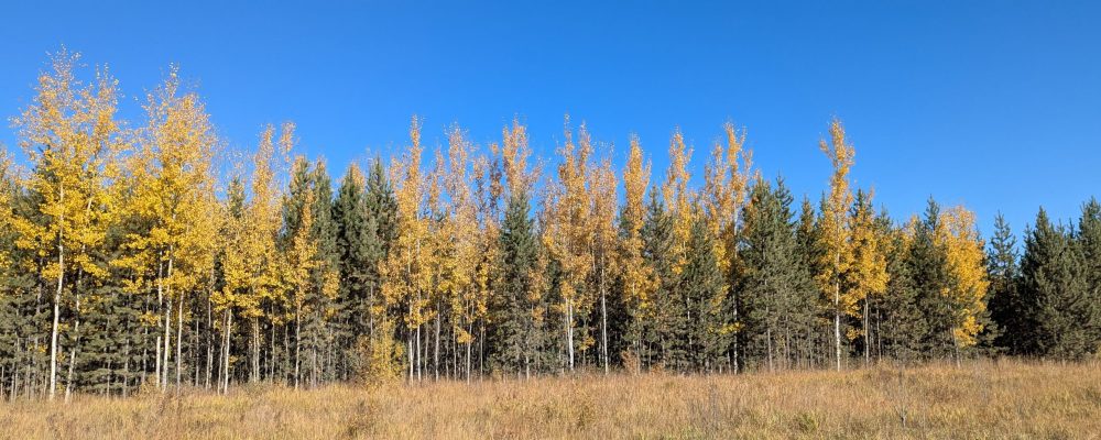 PXL_20251002_181538996