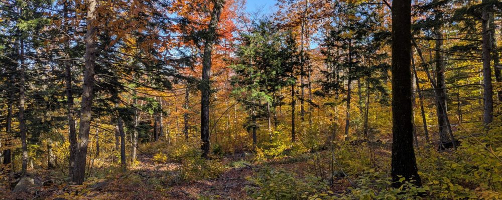 PXL_20251021_185411370