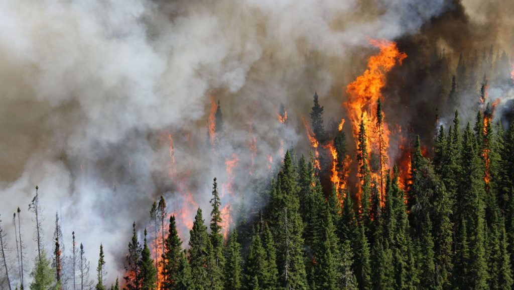 forest fire in conifer forest