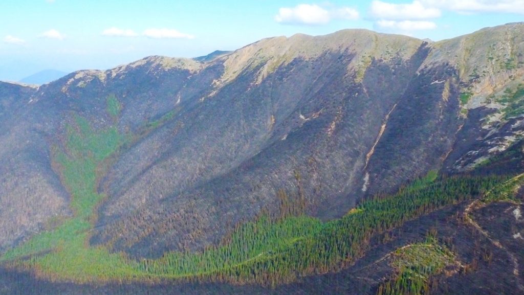 burn area in the mountains